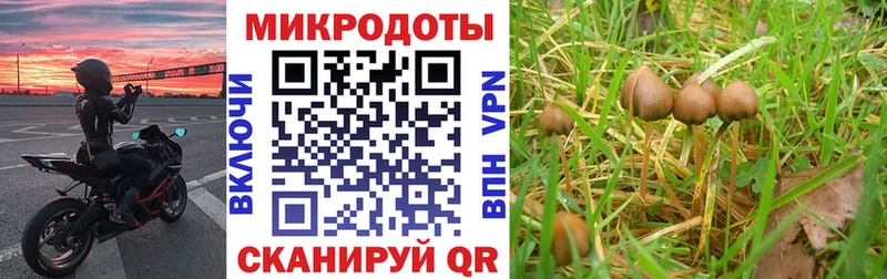 Галлюциногенные грибы Psilocybe  магазин продажи   Староминская 